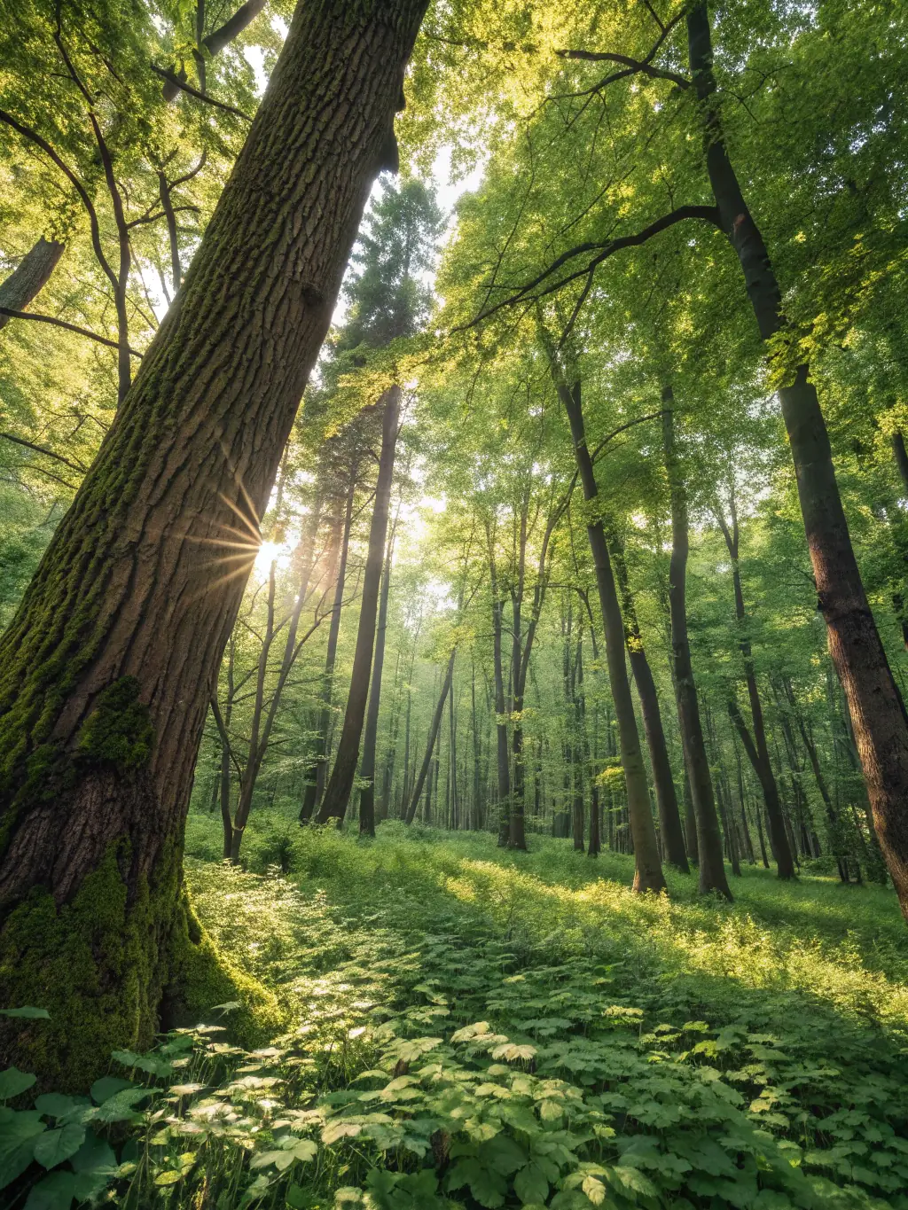 A serene image of a child gently touching a tree, eyes closed in peaceful contemplation. The background features a forest with dappled sunlight filtering through the leaves, creating a sense of tranquility and connection.